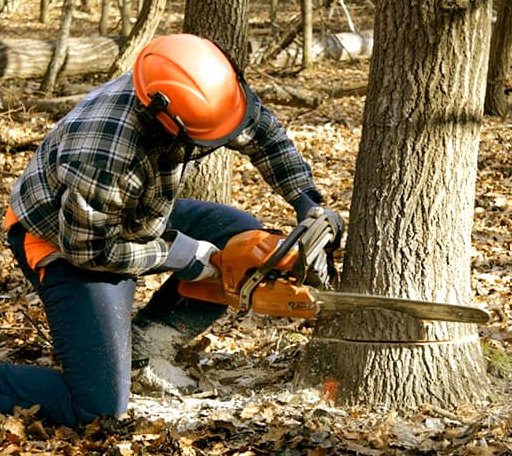 Tree Removal in Water Valley, MS